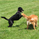 photo of dog wilson