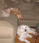 photo of dog becker