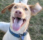 photo of dog bud