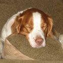 photo of dog garrett