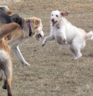 photo of dog riley