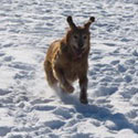 photo of dog jake