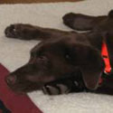 photo of dog lucy