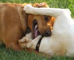 photo of dog reggie