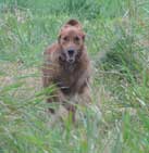 photo of dog riley