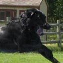 photo of dog stella