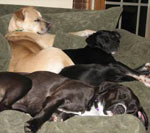 photo of dogs spencer joey and libbey